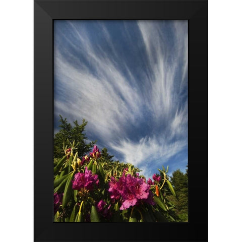 North Carolina Catawba rhododendrons and sky Black Modern Wood Framed Art Print by Rotenberg, Nancy