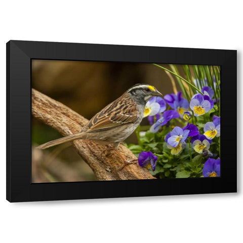 North Carolina, White-throated sparrow on limb Black Modern Wood Framed Art Print with Double Matting by Illg, Cathy and Gordon