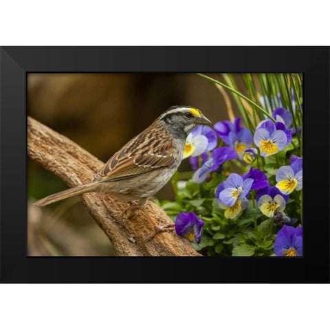 North Carolina, White-throated sparrow on limb Black Modern Wood Framed Art Print by Illg, Cathy and Gordon