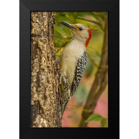 North Carolina, Red-bellied woodpecker on tree Black Modern Wood Framed Art Print by Illg, Cathy and Gordon