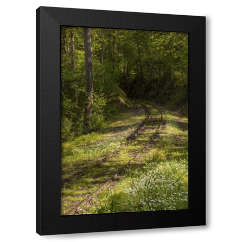 North Carolina Overgrown abandoned rail line Black Modern Wood Framed Art Print with Double Matting by Grall, Don