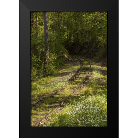 North Carolina Overgrown abandoned rail line Black Modern Wood Framed Art Print by Grall, Don
