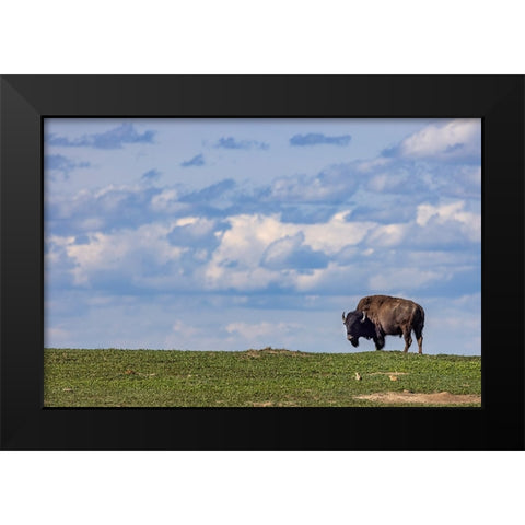 Bison bull in prairie dog town against the big sky in Theodore Roosevelt National Park-North Dakota Black Modern Wood Framed Art Print by Haney, Chuck