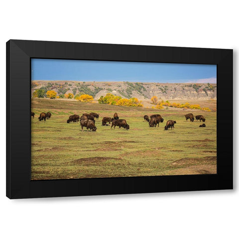 Theodore Roosevelt National Park-North Dakota-USA American Bison calves Black Modern Wood Framed Art Print with Double Matting by Sienda, Jolly