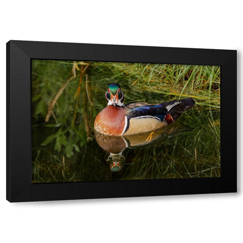 Male wood duck and reflection-Ohio Black Modern Wood Framed Art Print by Jones, Adam