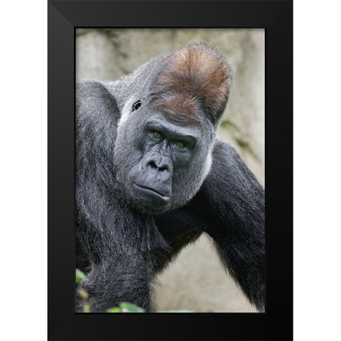 Western Gorilla-Cincinnati Zoo Black Modern Wood Framed Art Print by Jones, Adam