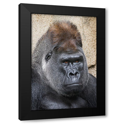 Western Gorilla-Cincinnati Zoo Black Modern Wood Framed Art Print by Jones, Adam