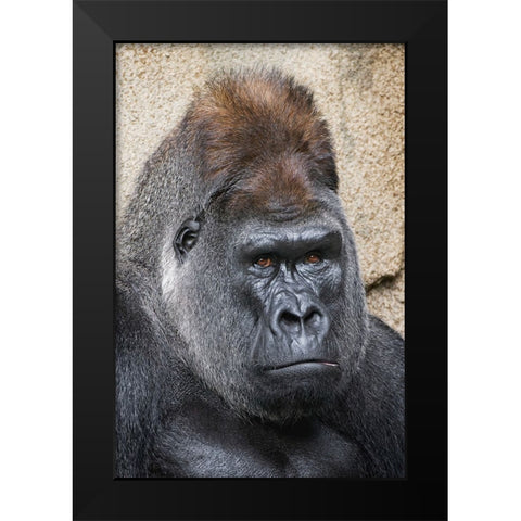 Western Gorilla-Cincinnati Zoo Black Modern Wood Framed Art Print by Jones, Adam