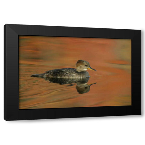 Ohio, Cleveland Hooded merganser moving in water Black Modern Wood Framed Art Print with Double Matting by Morris, Arthur