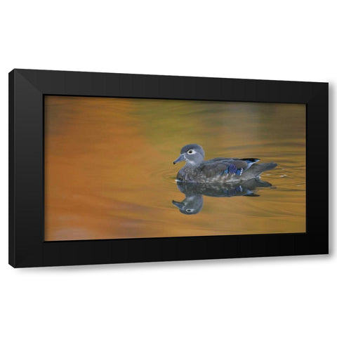 Ohio, Cleveland, Abstract of wood duck hen Black Modern Wood Framed Art Print by Morris, Arthur