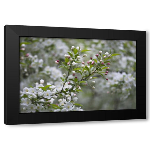 USA, Ohio Cherry blossom branch in bloom Black Modern Wood Framed Art Print with Double Matting by Rotenberg, Nancy