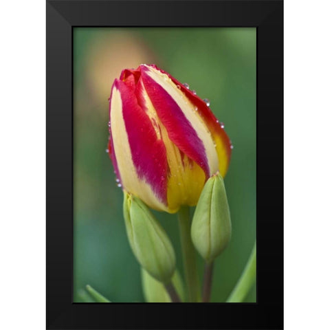 Ohio Close-up of single tulip flower with buds Black Modern Wood Framed Art Print by Rotenberg, Nancy