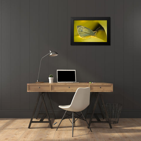 Ohio Sulphur butterfly on yellow daffodil flower Black Modern Wood Framed Art Print by Rotenberg, Nancy