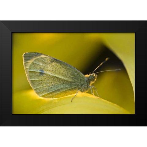 Ohio Sulphur butterfly on yellow daffodil flower Black Modern Wood Framed Art Print by Rotenberg, Nancy