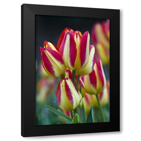 USA, Ohio Close-up of tulip variety Black Modern Wood Framed Art Print by Rotenberg, Nancy