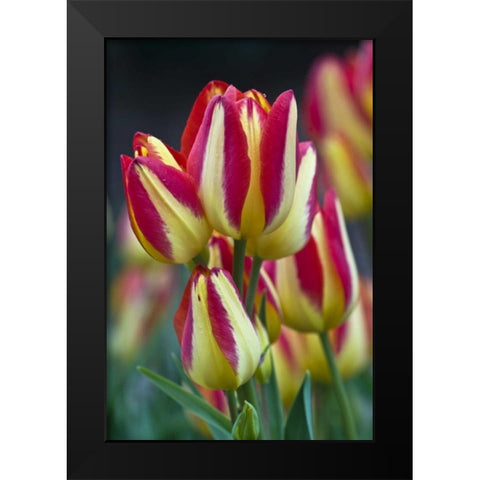 USA, Ohio Close-up of tulip variety Black Modern Wood Framed Art Print by Rotenberg, Nancy