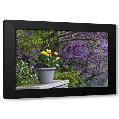 Ohio Potted tulips and redbud tree in garden Black Modern Wood Framed Art Print with Double Matting by Rotenberg, Nancy