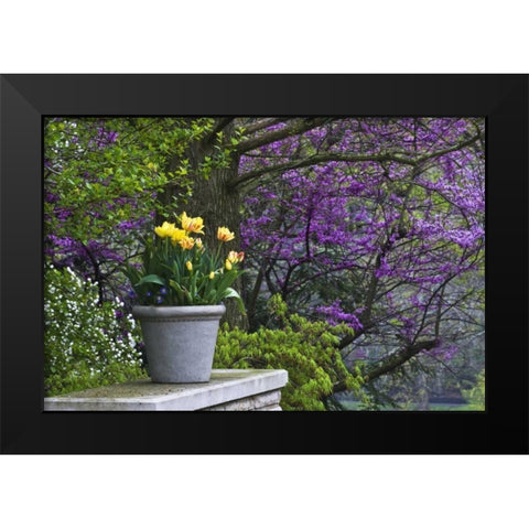 Ohio Potted tulips and redbud tree in garden Black Modern Wood Framed Art Print by Rotenberg, Nancy