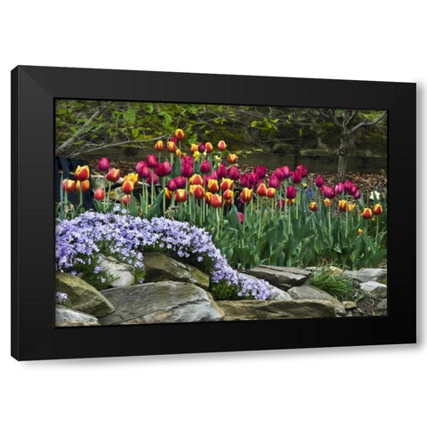 USA, Ohio Tulips and phlox in springtime garden Black Modern Wood Framed Art Print by Rotenberg, Nancy