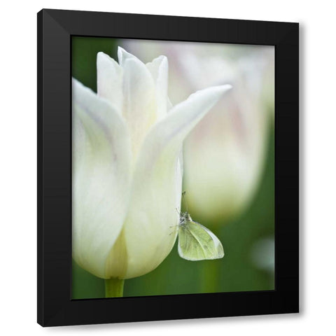 Ohio Sulphur butterfly on white tulip Black Modern Wood Framed Art Print with Double Matting by Rotenberg, Nancy