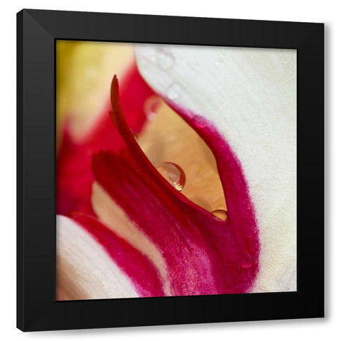 Ohio Tulip flower colors and rain drop Black Modern Wood Framed Art Print by Rotenberg, Nancy