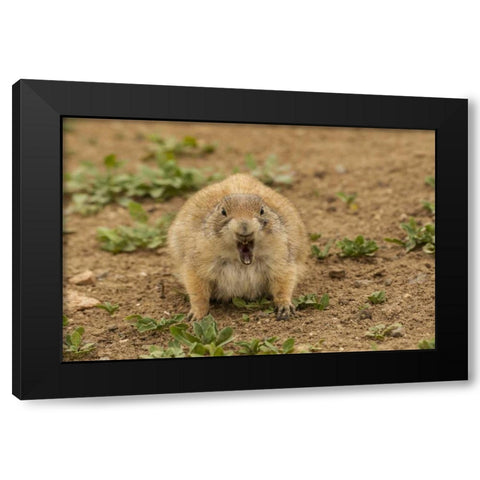 Oklahoma, Wichita Mts Black-tailed prairie dog Black Modern Wood Framed Art Print by Illg, Cathy and Gordon