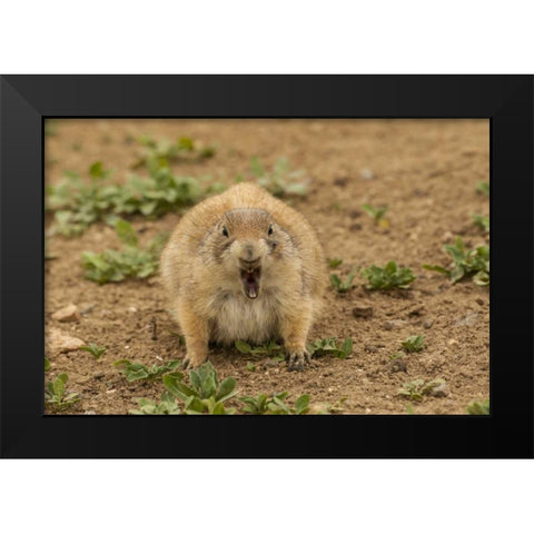 Oklahoma, Wichita Mts Black-tailed prairie dog Black Modern Wood Framed Art Print by Illg, Cathy and Gordon