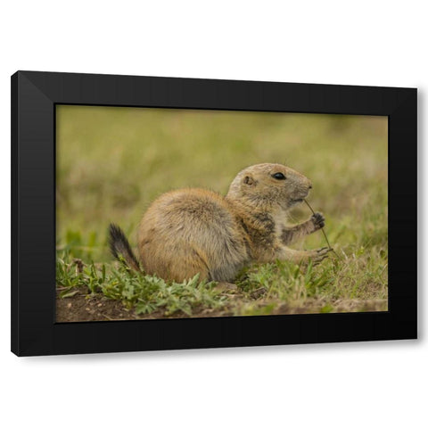 Oklahoma, Wichita Mts Black-tailed prairie dog Black Modern Wood Framed Art Print by Illg, Cathy and Gordon