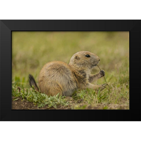 Oklahoma, Wichita Mts Black-tailed prairie dog Black Modern Wood Framed Art Print by Illg, Cathy and Gordon