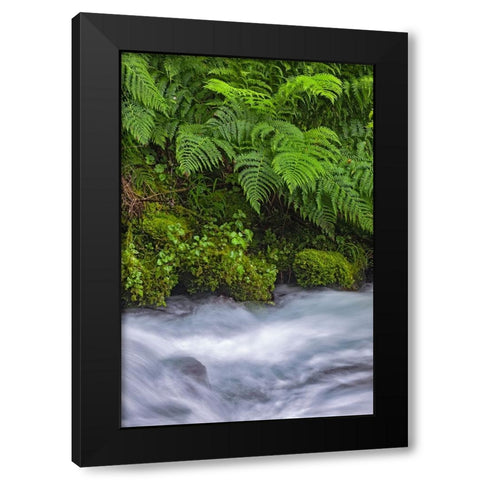 Ferns along cascade-Columbia River Gorge National Scenic Area-Oregon Black Modern Wood Framed Art Print by Jones, Adam