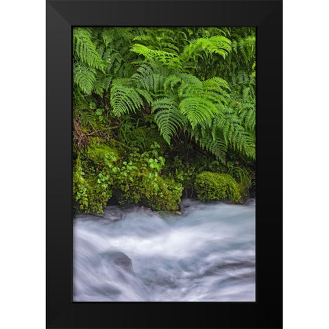 Ferns along cascade-Columbia River Gorge National Scenic Area-Oregon Black Modern Wood Framed Art Print by Jones, Adam