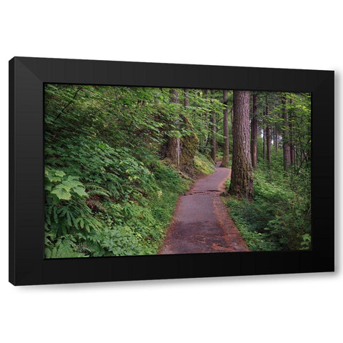 Paved pathway through forest-Columbia River Gorge-Oregon Black Modern Wood Framed Art Print by Jones, Adam