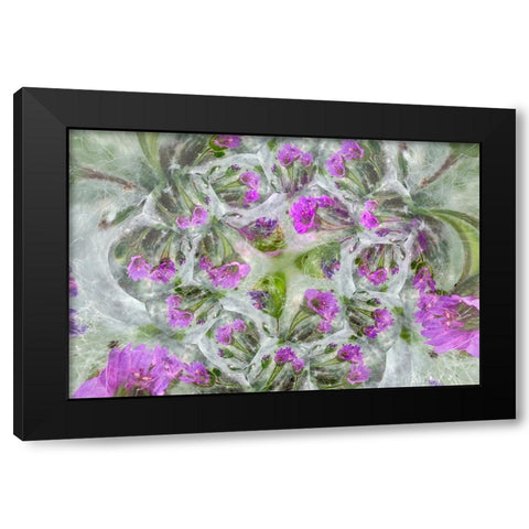 Doves Foot Geranium-Geranium molle-Columbia River Gorge-Oregon Black Modern Wood Framed Art Print by Jones, Adam