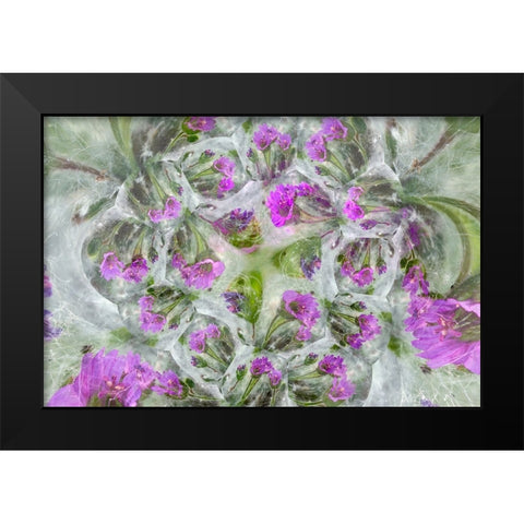 Doves Foot Geranium-Geranium molle-Columbia River Gorge-Oregon Black Modern Wood Framed Art Print by Jones, Adam