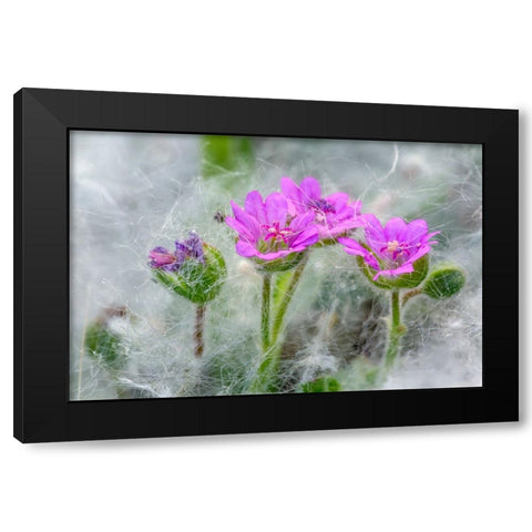 Doves Foot Geranium-Geranium molle-Columbia River Gorge-Oregon Black Modern Wood Framed Art Print by Jones, Adam