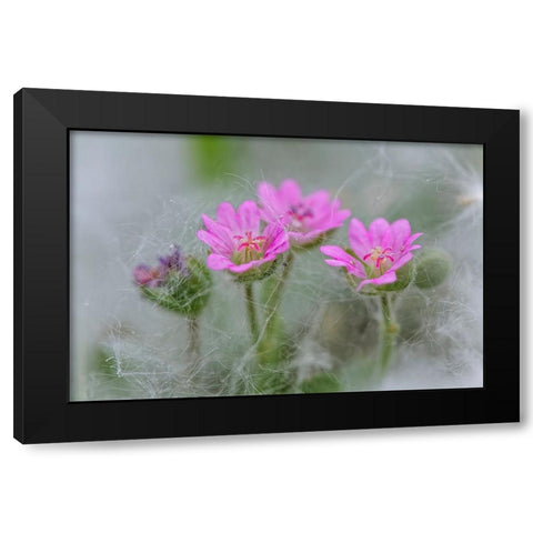 Doves Foot Geranium-Geranium molle-Columbia River Gorge-Oregon Black Modern Wood Framed Art Print by Jones, Adam