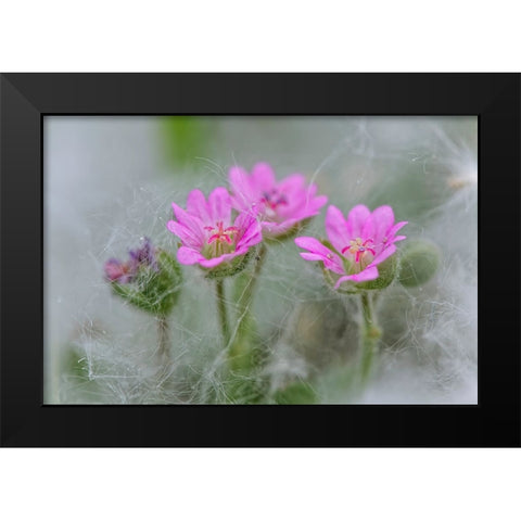 Doves Foot Geranium-Geranium molle-Columbia River Gorge-Oregon Black Modern Wood Framed Art Print by Jones, Adam