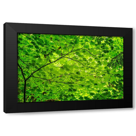 Pattern of green maple leaves-Columbia River Gorge National Scenic Area-Oregon Black Modern Wood Framed Art Print by Jones, Adam