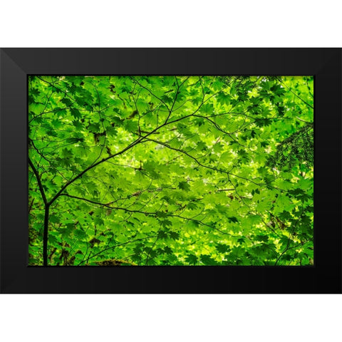 Pattern of green maple leaves-Columbia River Gorge National Scenic Area-Oregon Black Modern Wood Framed Art Print by Jones, Adam