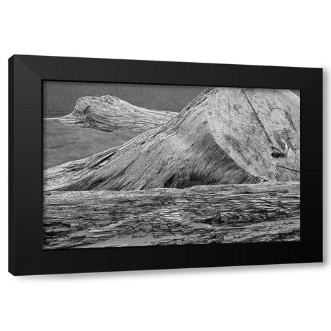Eroded driftwood on beach-Bandon Beach-Oregon Black Modern Wood Framed Art Print with Double Matting by Jones, Adam