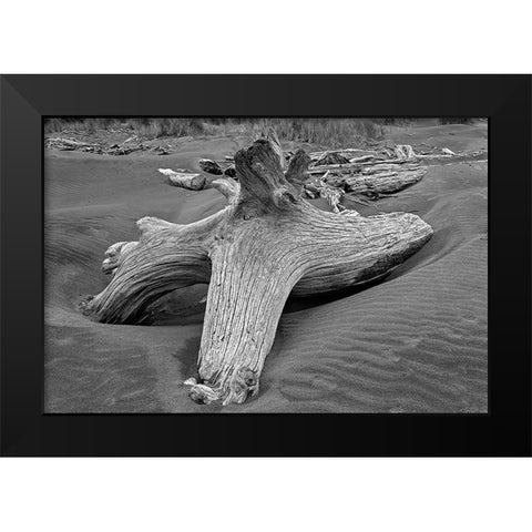 Geometric pattern in eroded driftwood-Bandon Beach-Oregon Black Modern Wood Framed Art Print by Jones, Adam