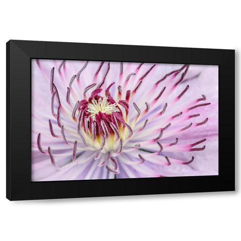 Close-up of clematis flower-Schreiner Iris Gardens-Salem-Oregon Black Modern Wood Framed Art Print by Jones, Adam