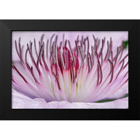 Close-up of clematis flower-Schreiner Iris Gardens-Salem-Oregon Black Modern Wood Framed Art Print by Jones, Adam