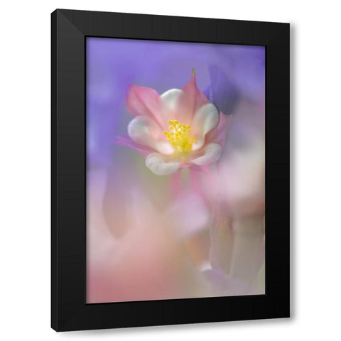 Soft focus Columbine flower-Salem-Oregon Black Modern Wood Framed Art Print by Jones, Adam