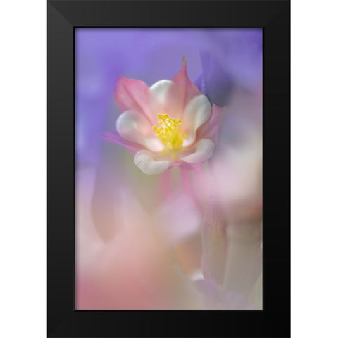 Soft focus Columbine flower-Salem-Oregon Black Modern Wood Framed Art Print by Jones, Adam