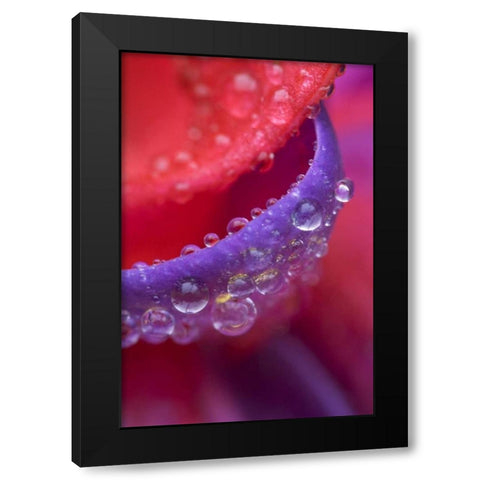 OR, pink and purple fuchsia with rain drops Black Modern Wood Framed Art Print by Rotenberg, Nancy