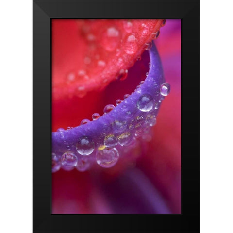 OR, pink and purple fuchsia with rain drops Black Modern Wood Framed Art Print by Rotenberg, Nancy