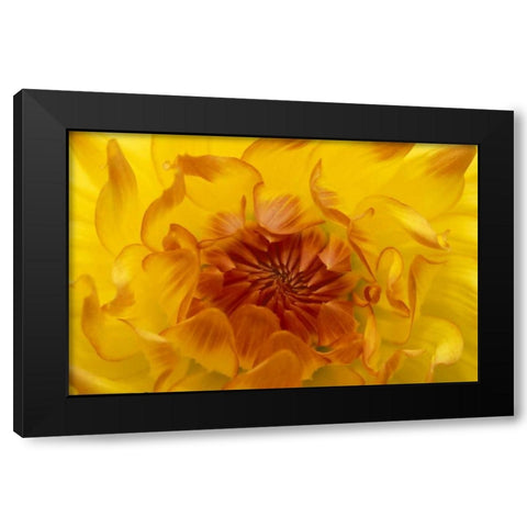 OR, Shore Acres Gardens, Yellow dahlia backlight Black Modern Wood Framed Art Print by Rotenberg, Nancy