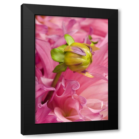 Oregon, Swan Island, Bud Sprouting From Dahlia Black Modern Wood Framed Art Print by Rotenberg, Nancy