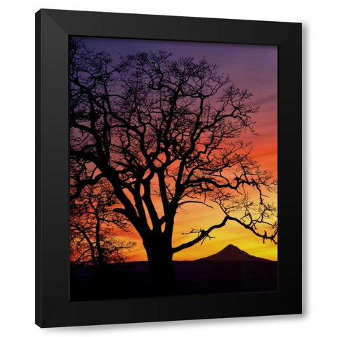 OR, Columbia Gorge, Oak tree framing Mt Hood Black Modern Wood Framed Art Print with Double Matting by Terrill, Steve